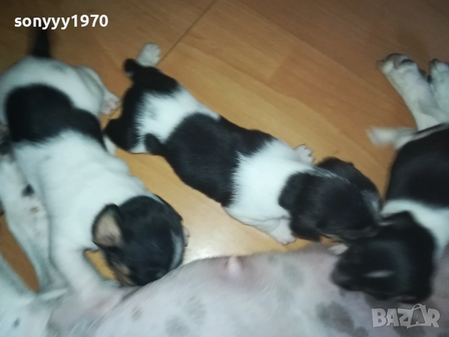 ДЖАК РЪСЕЛ-250ЛВ ЗА БРОЙ 0409251453, снимка 9 - Джак ръсел териер - 51605105