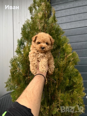 Той пудел /toy poodle, снимка 2 - Пудели - 52700329
