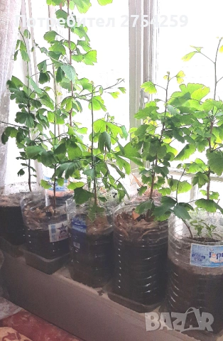 Гинко билоба в саксия