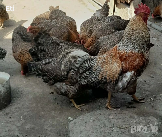 Билефелдер, Амрок и Виендот , снимка 2 - други­ - 53892091