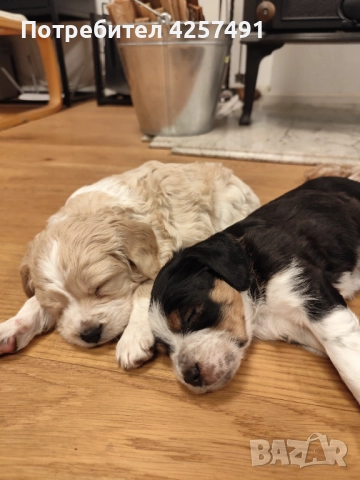 Продавам малки кученца епаньол бретон шпаньол, снимка 12 - Други - 52855443