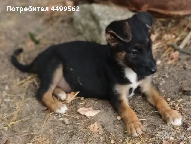 Кученце Бебе Подарявам 