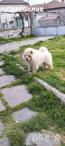 Продавам бяло мъжко чау чау