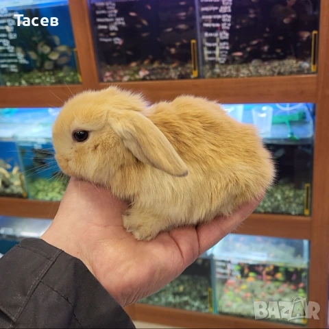 Декоративни зайчета