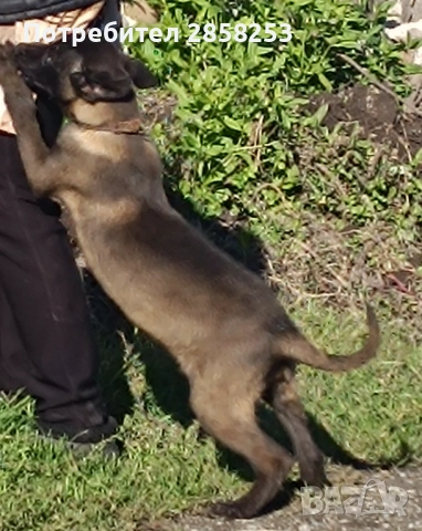 Белгийска овчарка малиноа , снимка 2 - Белгийска овчарка - 52813340