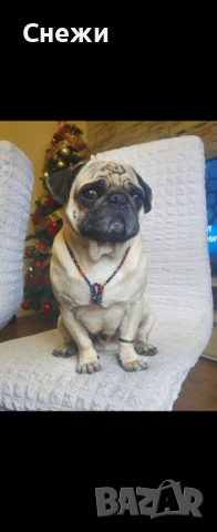 Мъжки мопс за РАЗПЛОД, снимка 1
