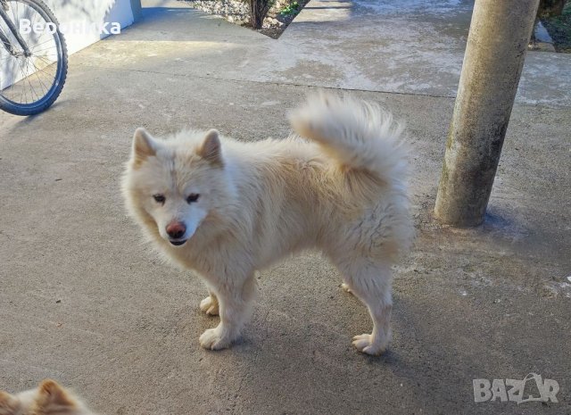 Мъжки Самоед за Разплод, снимка 5 - Самоед - 35568741