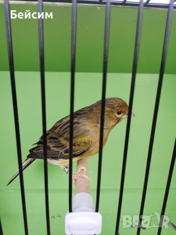 Канари, снимка 4 - Канари - 39417016