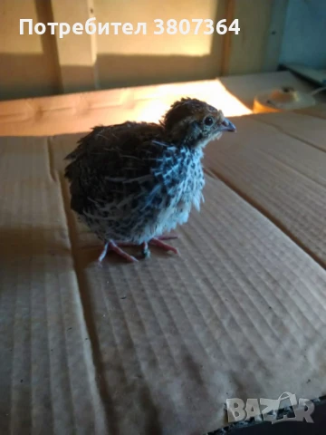 Продавам пътпъдъци на различна възраст , снимка 15 - Кокошки и пуйки - 51026187