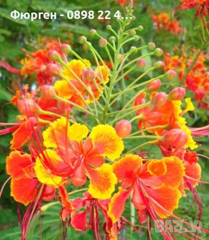 Цезалпиния пулхерима – Caesalpinia pulcherrima, снимка 2 - Разсади - 55863674