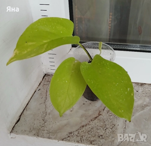 Епипремнум Неон