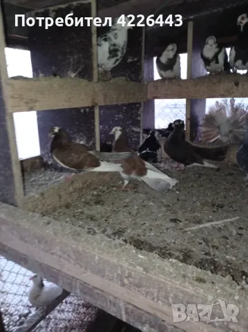 Пернишки капест, снимка 5 - Гълъби - 49426302