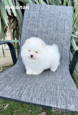 Померан мини момче. Померанче, снимка 3 - Померан - 52930868