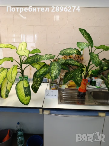  Дифенбахия !!! РАЗПРОДАЖБА (-40%)!!!, снимка 15 - Стайни растения - 46264327