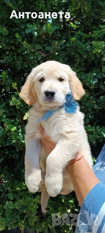 Бебета Голдън ретривър 