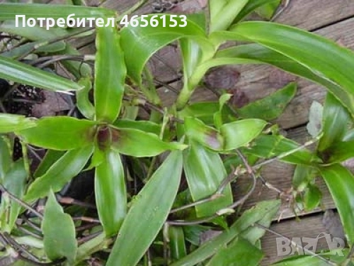 АРОМАТНА и ЛЕЧЕБНА КАЛИЗИЯ