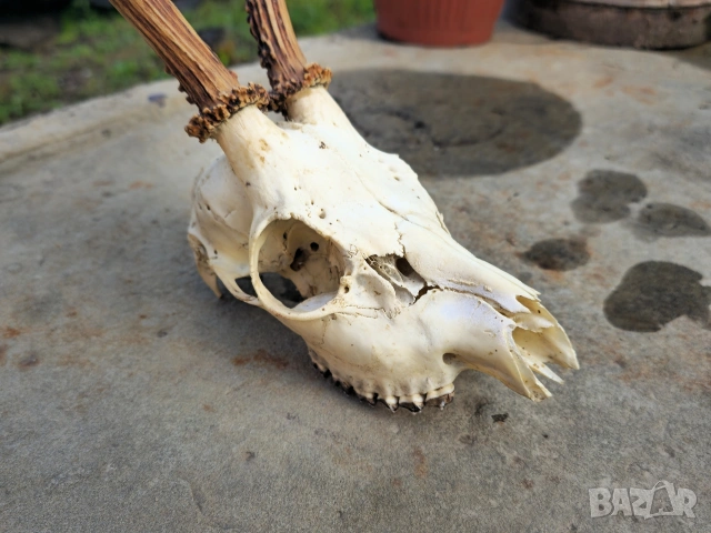 Трофей от сръндак , снимка 5 - Други - 54312628