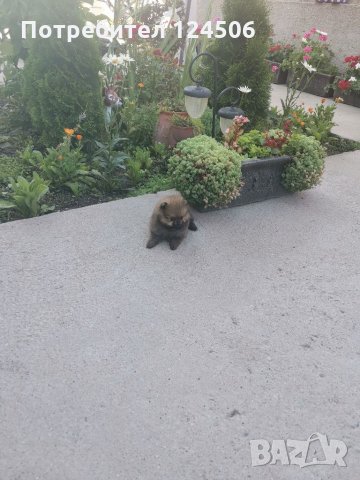 Померан, померанчета, мини померани, снимка 5 - Померан - 35048928