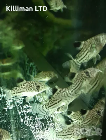 Коридорас джули, снимка 1