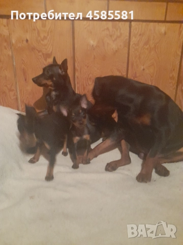 Чистокръвни немски пинери, снимка 11 - Пинчер - 52995417