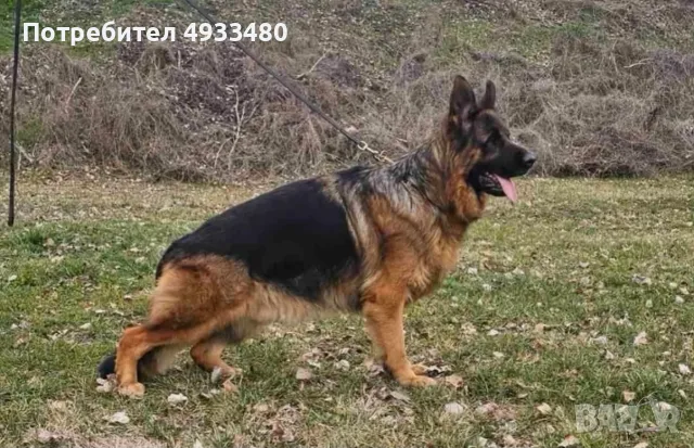 Немска овчарка (НОК), снимка 5 - Немска овчарка - 56485172