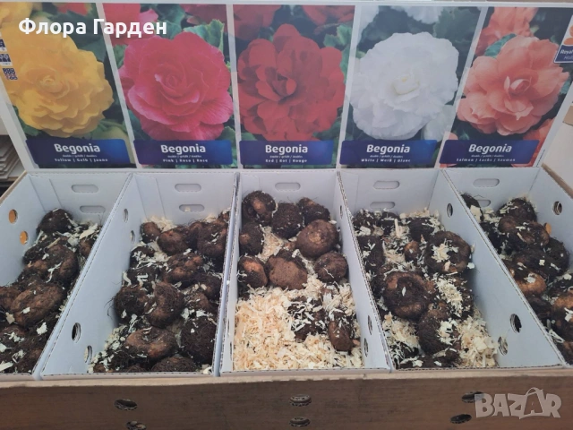 БЕГОНИЯ - Грудки -10 % от посочените цени, снимка 14 - Сортови семена и луковици - 49235759