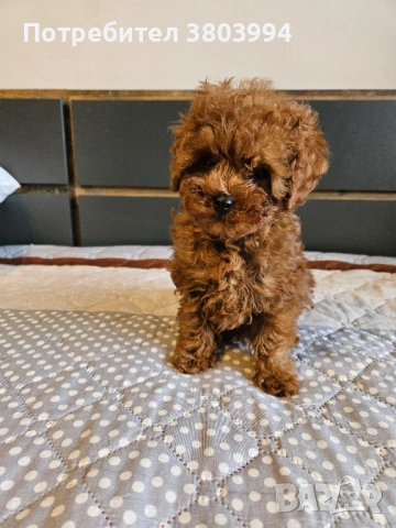 Тйи къп / Той пудел чистокръвни момиченца, снимка 4 - Пудели - 54023192