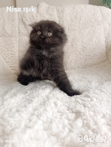 качеството не е случайно побързайте за да спинка до главичката ви