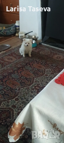 продавам малки померан, снимка 2 - Померан - 52825449