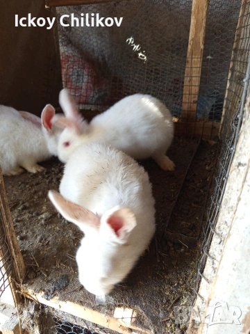 Зайци мъжки и женски, снимка 3 - Други животни - 53970521