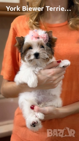 Йоркширски Териер! Най-добри приятели за семейство! Родословие, доставка , снимка 2 - Йоркширски териер - 52523173