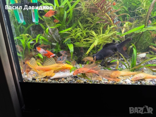 Анцуструс L144 , 183 , коридораа Венецуела , снимка 4 - Рибки - 53884676