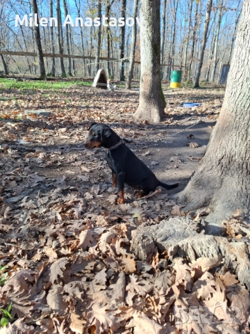 Ягтериери 2 бр, снимка 8 - Ягдтериер - 52793411