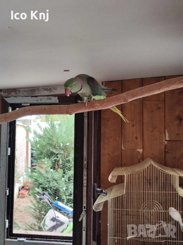 Папагали голям Александър , снимка 5 - Папагали - 51553714