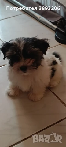 йорки Бивер, снимка 4 - Йоркширски териер - 50984414