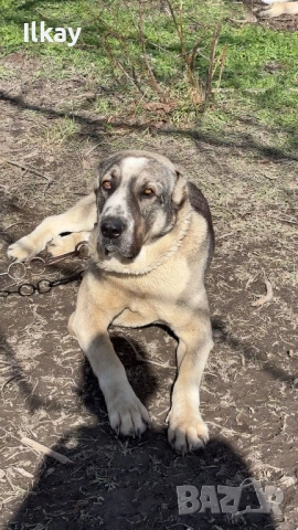 Мъжки Вълкодав