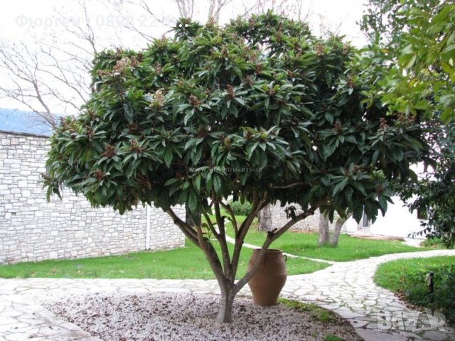 Японска мушмула (Eriobotrya japonica), снимка 3 - Градински цветя и растения - 29669791