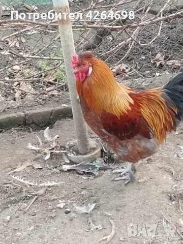 Гургутки и петлета, снимка 10 - други­ - 50966710