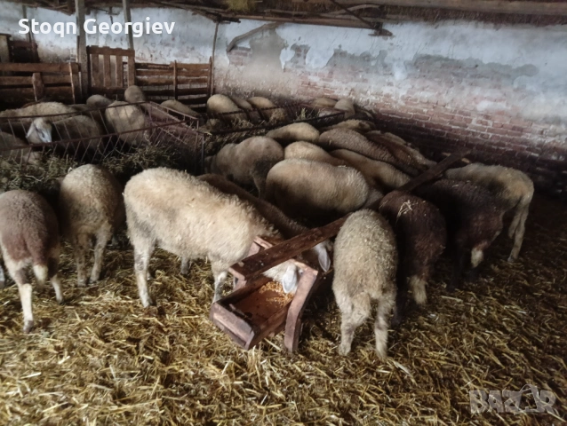 Агнета за празниците