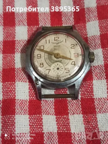 Чайка часовник