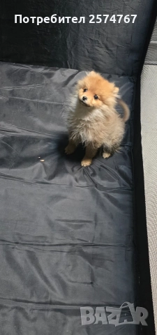 Померански шпиц , снимка 7 - Померан - 52679788