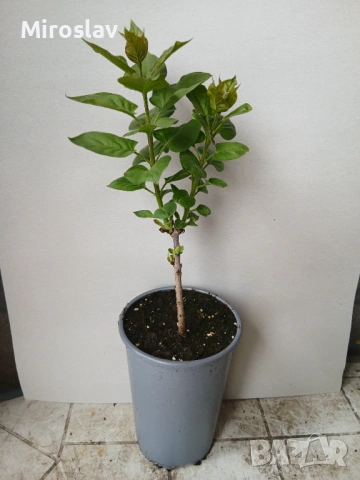 Люляк двуцветен („Сензация“), снимка 8 - Градински цветя и растения - 54129929