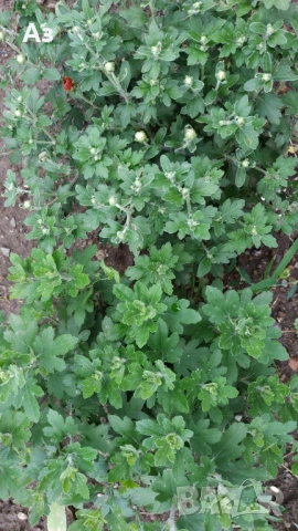 Продавам разсад на ниски Хризантеми есенни, снимка 9 - Разсади - 54314882