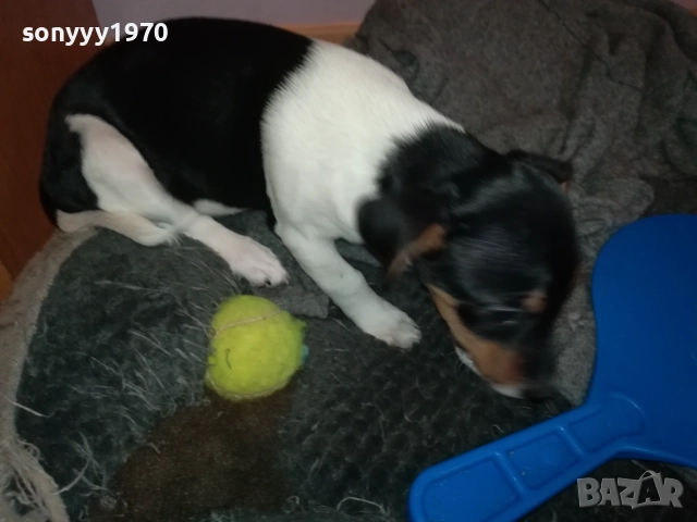 ДЖАК РЪСЕЛ 1011250842, снимка 17 - Джак ръсел териер - 52358129