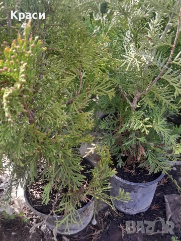 Туя смарагд.