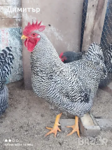 Разплодни яйца от Амрок , снимка 2 - Кокошки и пуйки - 49479016