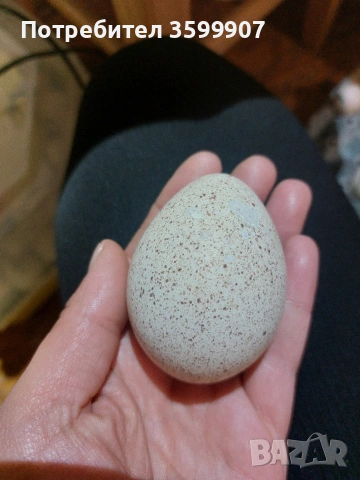 Оплодени пуешки яйца., снимка 2 - Кокошки и пуйки - 54084150