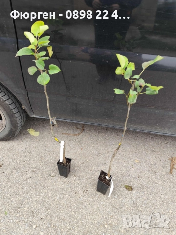 Азиатска круша Наши (Pyrus pyrifolia), снимка 6 - Разсади - 52066760