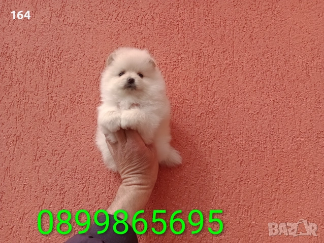 Женски Померани. Различни възрасти!, снимка 13 - Померан - 54012946