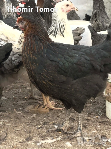 продавам ярки на 5месеца , снимка 3 - Кокошки и пуйки - 53909369